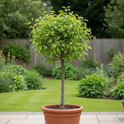 Patio 'Conference' Pear Tree | 3ft | Bare Root